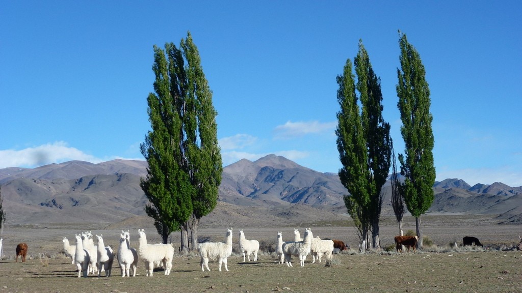 06. Salta - Mendoza (031)