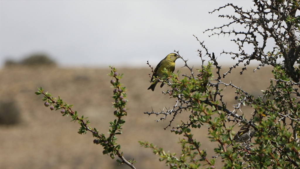 08. Bariloche - El Calafate (012)