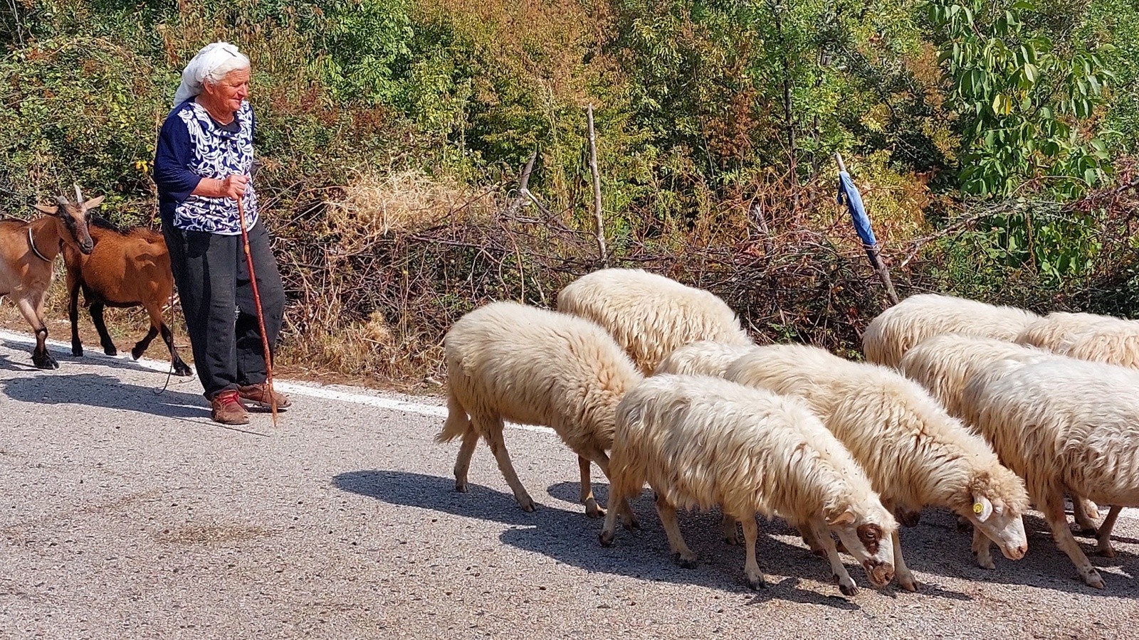 04. Albania (112)