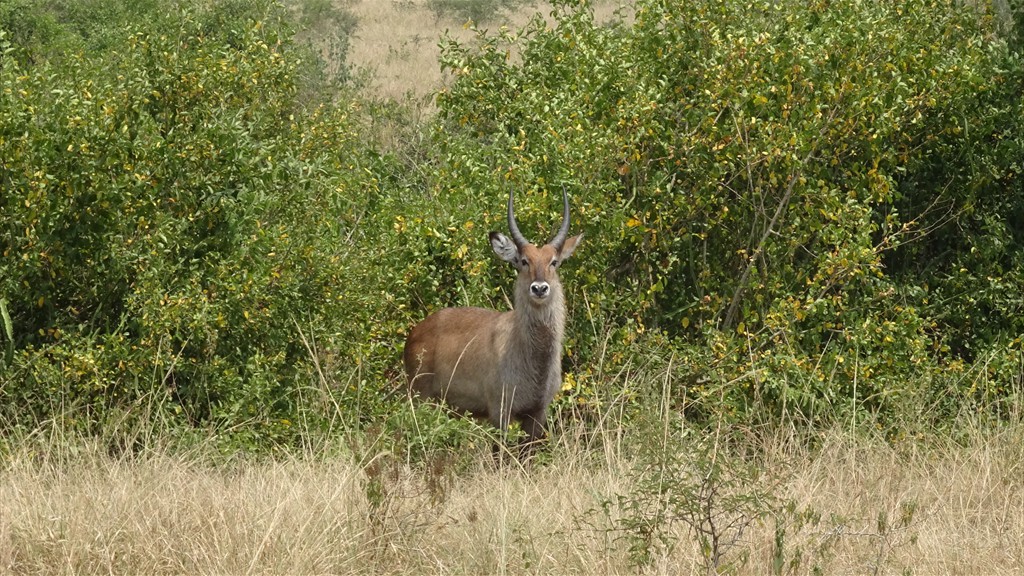 11. Queen Elizabeth NP (128)