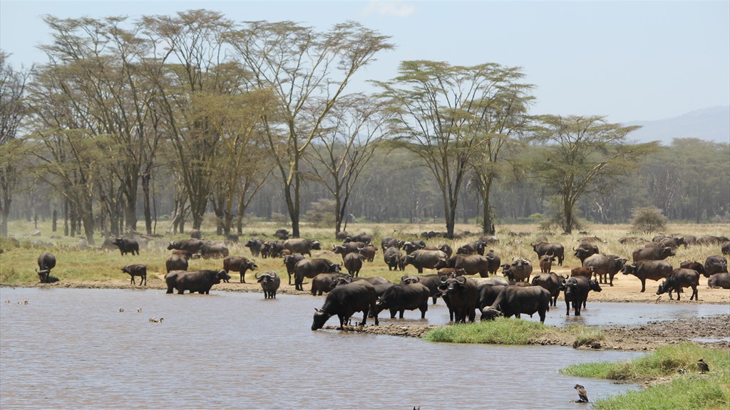 17. Lake Nakuru (116)