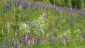 03. Geiranger - Trondheim (143)