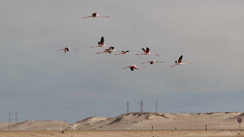 04. Western Sahara (159)