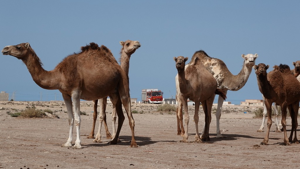 04. Western Sahara (166)
