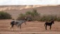 04. Western Sahara (108)