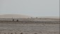 04. Western Sahara (115)