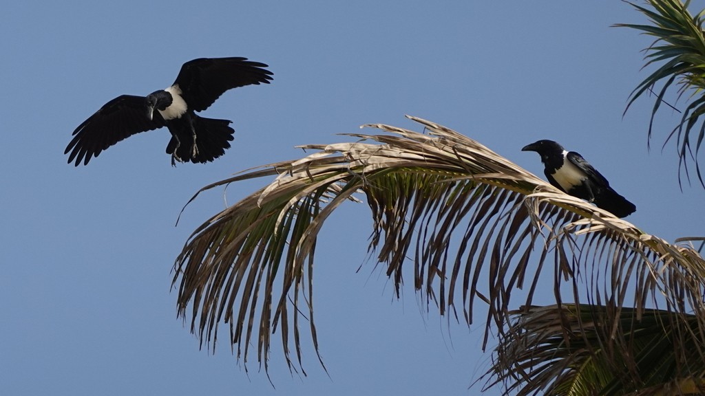 06. Senegal (106)