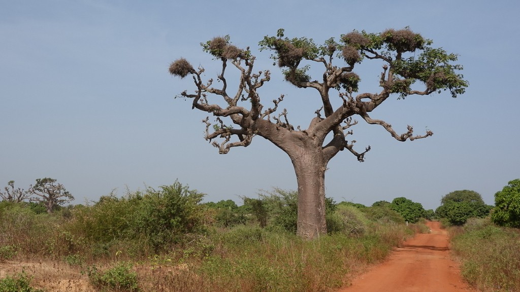 06. Senegal (108)