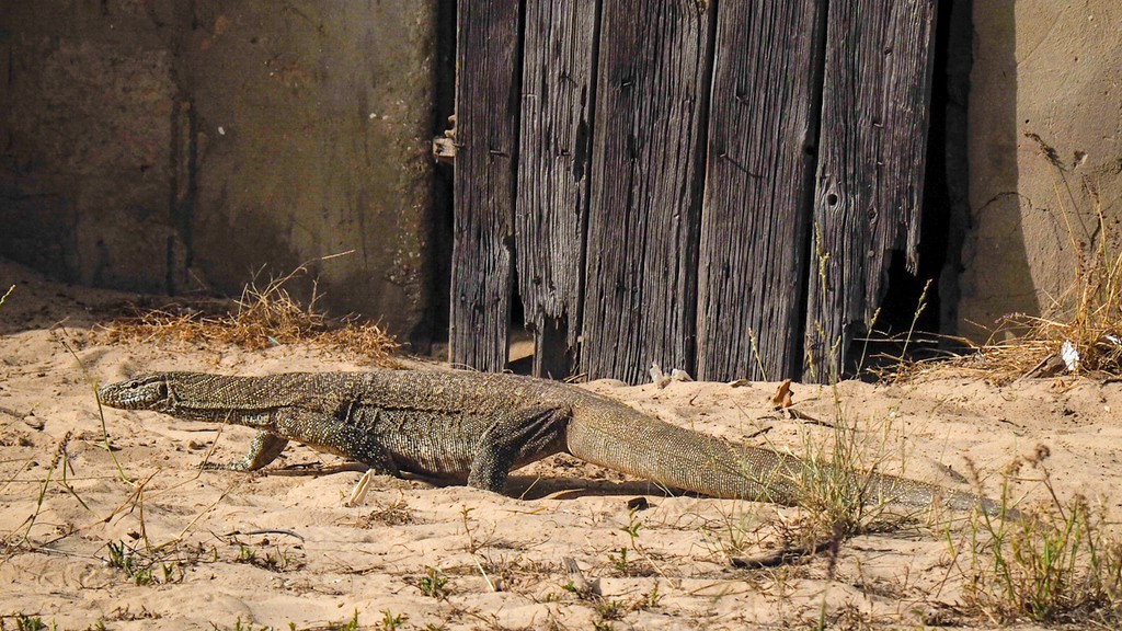 06. Senegal (114)