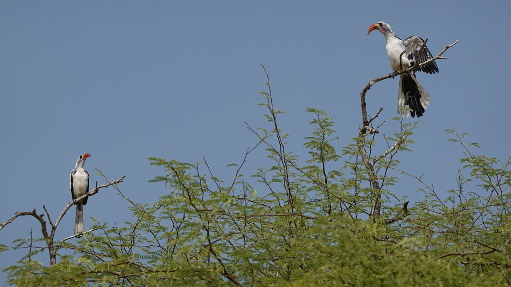 06. Senegal (146)