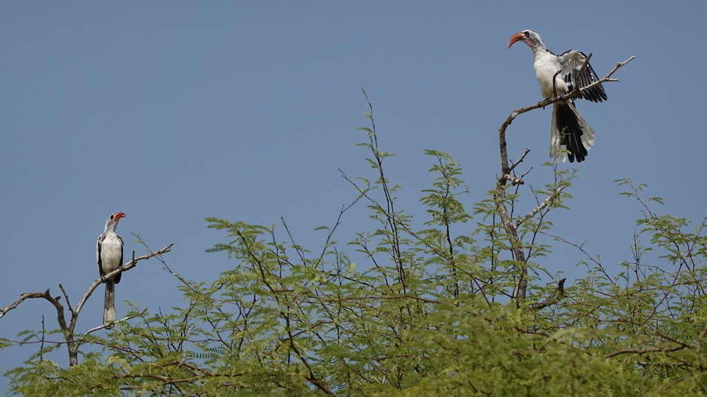 06. Senegal (146)